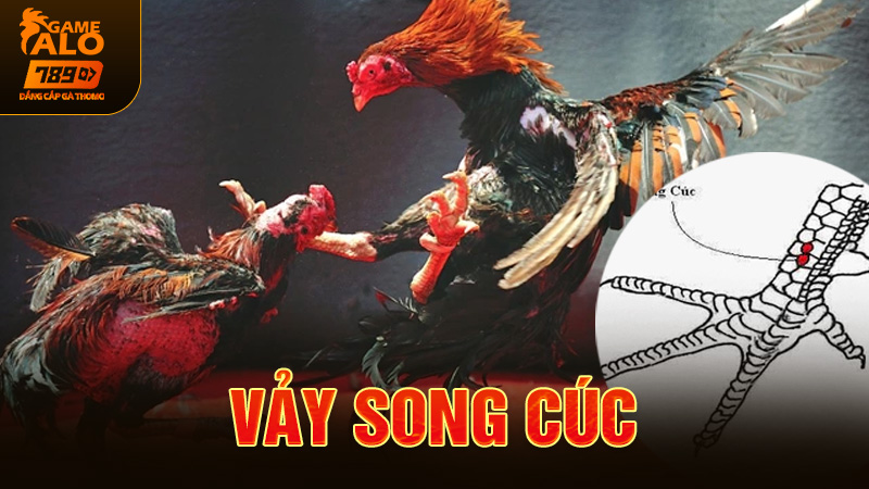 vảy song cúc